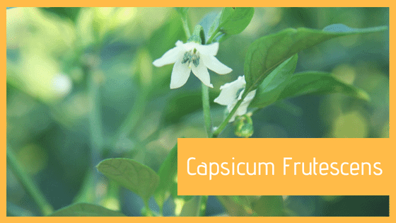 Specie Capsicum Frutescens
