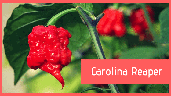 Carolina Reaper, il peperoncino più piccante al mondo