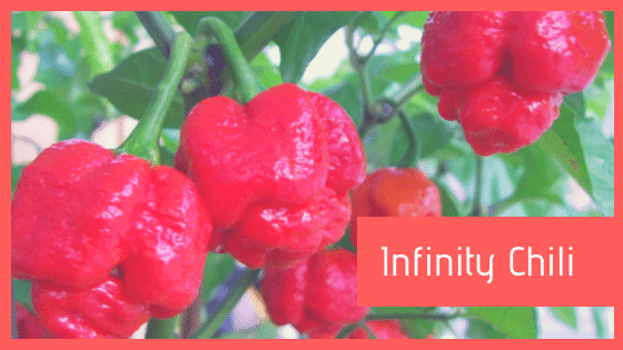 Infinity Chili peperoncino