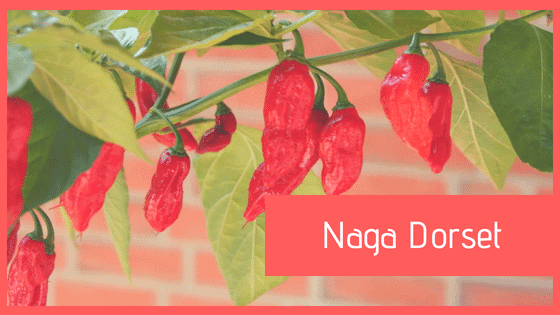 Naga Dorset: caratteristiche, coltivazione ed essiccazione