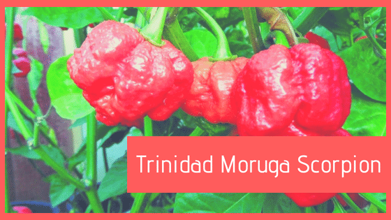Trinidad Moruga Scorpion