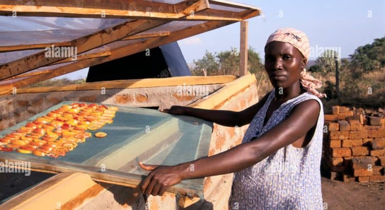 Donna di pomodori di essiccazione su essiccatore solare Uganda